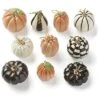 Lenox Mini Pumpkin 10pc Ornament Set Home 2 Lenox Mini Pumpkin 10pc Ornament Set Home -Lenox 3050612163 RLLD 1